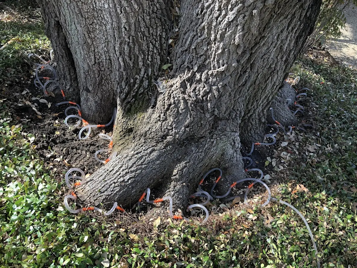 Detailed Shrub and Hedge Trimming job site in Campobello