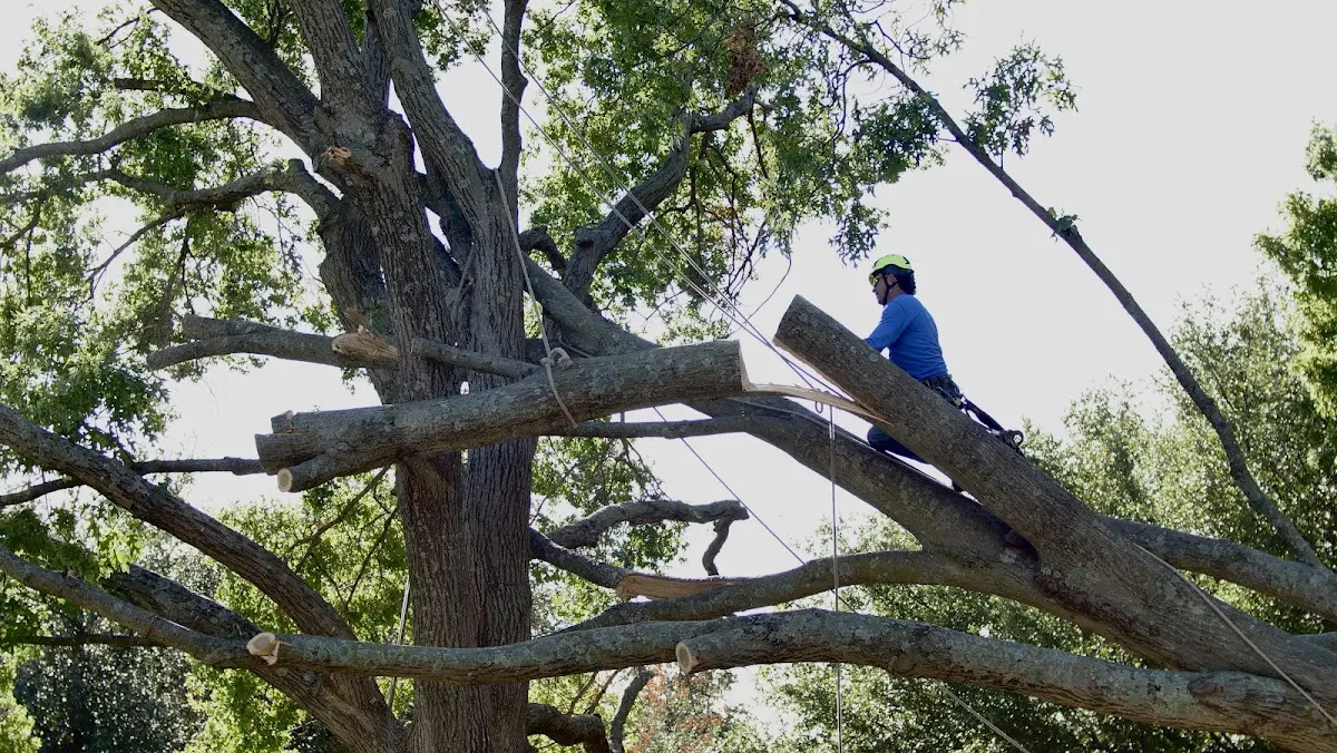 Professional Hazardous Tree Removal performed by certified arborists in Campobello