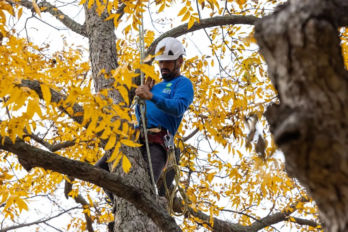 Skilled Storm Damage Cleanup crew working in Campobello