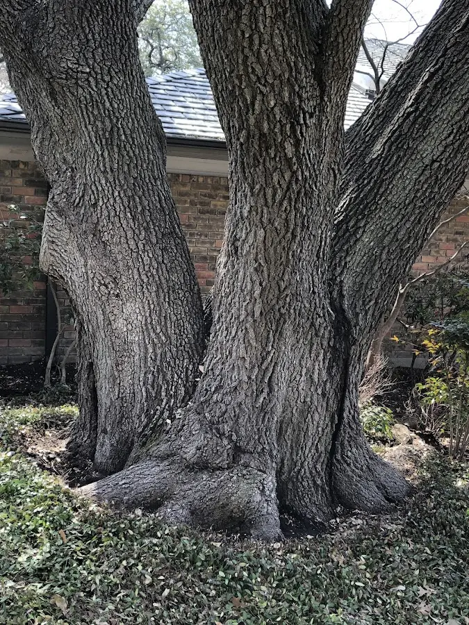 Mature heritage tree close to a Campobello property cared for by certified arborists